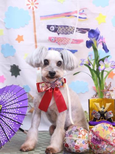 20240505ここちゃん